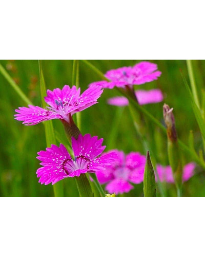 Гвоздика дельтоподібна міртінервіус ґрунтопокривна | Dianthus deltoides | Гвоздика травянка миртинервиус почвопокровная