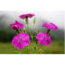 Гвоздика дельтоподібна міртінервіус ґрунтопокривна | Dianthus deltoides | Гвоздика травянка миртинервиус почвопокровная