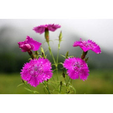 Гвоздика дельтоподібна міртінервіус ґрунтопокривна | Dianthus deltoides | Гвоздика травянка миртинервиус почвопокровная
