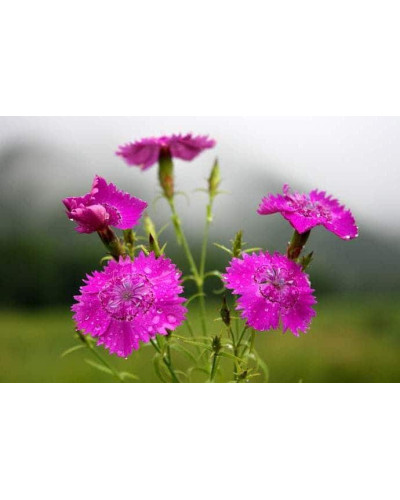 Гвоздика дельтоподібна міртінервіус ґрунтопокривна | Dianthus deltoides | Гвоздика травянка миртинервиус почвопокровная