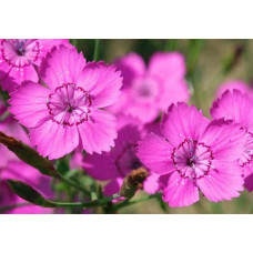 Гвоздика дельтоподібна міртінервіус ґрунтопокривна | Dianthus deltoides | Гвоздика травянка миртинервиус почвопокровная