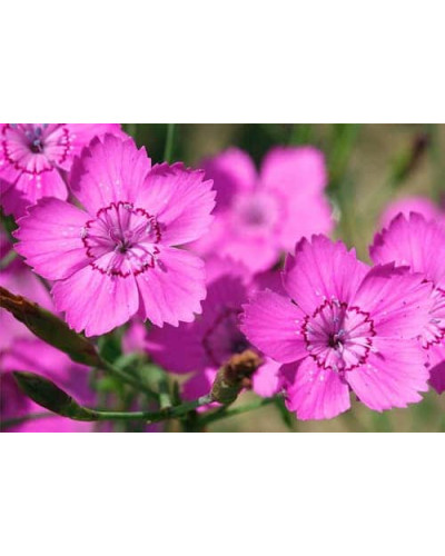 Гвоздика дельтоподібна міртінервіус ґрунтопокривна | Dianthus deltoides | Гвоздика травянка миртинервиус почвопокровная