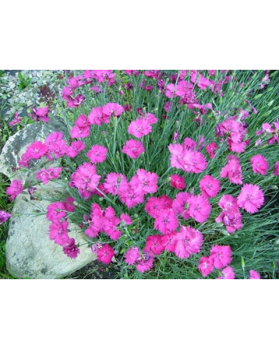 Гвоздика дельтоподібна міртінервіус ґрунтопокривна | Dianthus deltoides | Гвоздика травянка миртинервиус почвопокровная