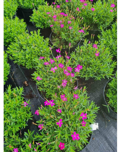 Гвоздика дельтоподібна міртінервіус ґрунтопокривна | Dianthus deltoides | Гвоздика травянка миртинервиус почвопокровная