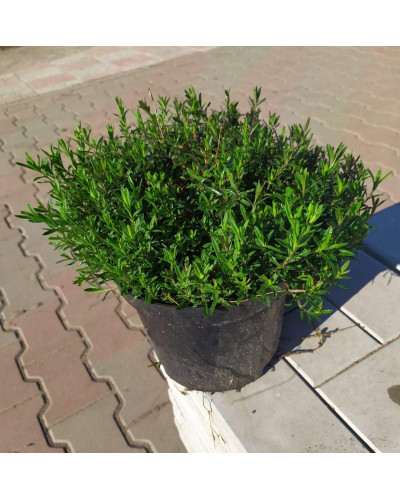 Гвоздика дельтоподібна міртінервіус ґрунтопокривна | Dianthus deltoides | Гвоздика травянка миртинервиус почвопокровная