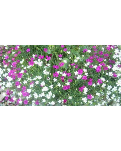 Гвоздика дельтоподібна міртінервіус ґрунтопокривна | Dianthus deltoides | Гвоздика травянка миртинервиус почвопокровная