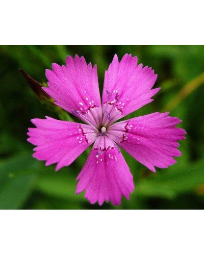 Гвоздика дельтоподібна міртінервіус ґрунтопокривна | Dianthus deltoides | Гвоздика травянка миртинервиус почвопокровная