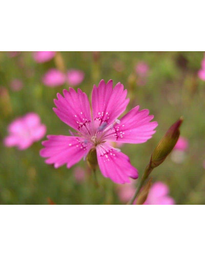 Гвоздика дельтоподібна міртінервіус ґрунтопокривна | Dianthus deltoides | Гвоздика травянка миртинервиус почвопокровная