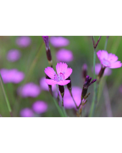 Гвоздика дельтоподібна міртінервіус ґрунтопокривна | Dianthus deltoides | Гвоздика травянка миртинервиус почвопокровная