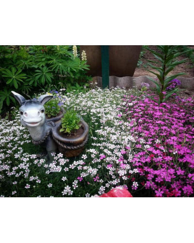 Гвоздика дельтоподібна міртінервіус ґрунтопокривна | Dianthus deltoides | Гвоздика травянка миртинервиус почвопокровная