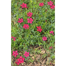 Гвоздика дельтоподібна Діамант | Dianthus deltoides Brilliant | Гвоздика травянка Бриллиант