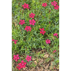 Гвоздика дельтоподібна Діамант | Dianthus deltoides Brilliant | Гвоздика травянка Бриллиант