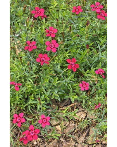 Гвоздика дельтоподібна Діамант | Dianthus deltoides Brilliant | Гвоздика травянка Бриллиант