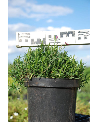 Гвоздика дельтоподібна Діамант | Dianthus deltoides Brilliant | Гвоздика травянка Бриллиант