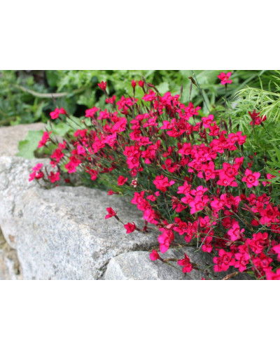 Гвоздика дельтоподібна Діамант | Dianthus deltoides Brilliant | Гвоздика травянка Бриллиант
