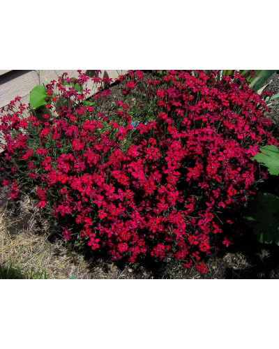 Гвоздика дельтоподібна Діамант | Dianthus deltoides Brilliant | Гвоздика травянка Бриллиант