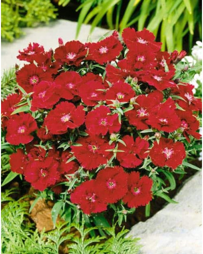 Гвоздика дельтоподібна Діамант | Dianthus deltoides Brilliant | Гвоздика травянка Бриллиант