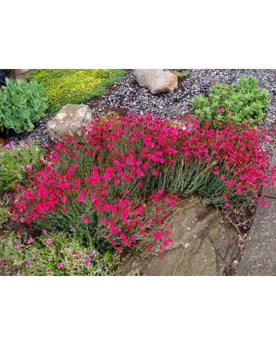 Гвоздика дельтоподібна Діамант | Dianthus deltoides Brilliant | Гвоздика травянка Бриллиант