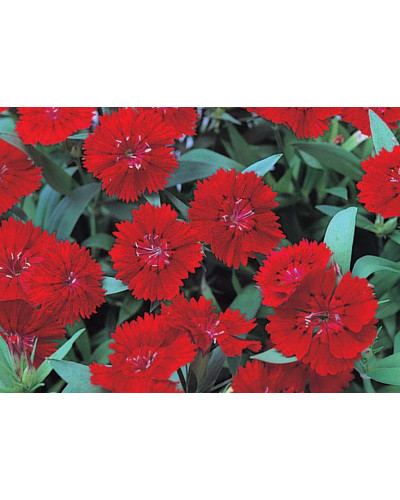 Гвоздика дельтоподібна Діамант | Dianthus deltoides Brilliant | Гвоздика травянка Бриллиант
