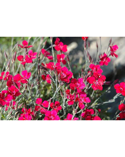 Гвоздика дельтоподібна Діамант | Dianthus deltoides Brilliant | Гвоздика травянка Бриллиант