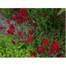 Гвоздика дельтоподібна Діамант | Dianthus deltoides Brilliant | Гвоздика травянка Бриллиант