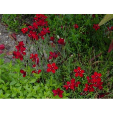 Гвоздика дельтоподібна Діамант | Dianthus deltoides Brilliant | Гвоздика травянка Бриллиант