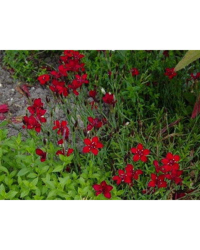Гвоздика дельтоподібна Діамант | Dianthus deltoides Brilliant | Гвоздика травянка Бриллиант