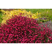 Гвоздика дельтоподібна Діамант | Dianthus deltoides Brilliant | Гвоздика травянка Бриллиант
