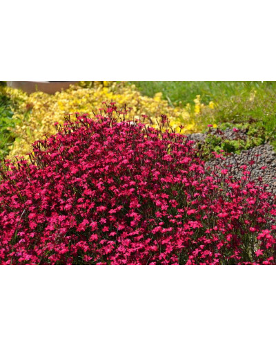 Гвоздика дельтоподібна Діамант | Dianthus deltoides Brilliant | Гвоздика травянка Бриллиант