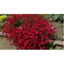 Гвоздика дельтоподібна Діамант | Dianthus deltoides Brilliant | Гвоздика травянка Бриллиант