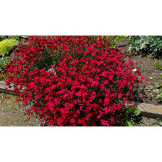 Гвоздика дельтоподібна Діамант | Dianthus deltoides Brilliant | Гвоздика травянка Бриллиант