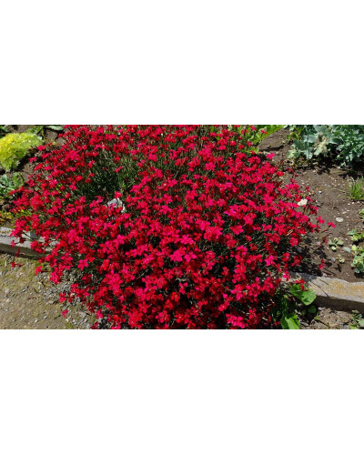 Гвоздика дельтоподібна Діамант | Dianthus deltoides Brilliant | Гвоздика травянка Бриллиант