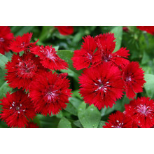 Гвоздика дельтоподібна Діамант | Dianthus deltoides Brilliant | Гвоздика травянка Бриллиант