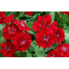Гвоздика дельтоподібна Діамант | Dianthus deltoides Brilliant | Гвоздика травянка Бриллиант