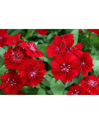 Гвоздика дельтоподібна Діамант | Dianthus deltoides Brilliant | Гвоздика травянка Бриллиант