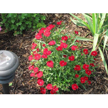 Гвоздика дельтоподібна Діамант | Dianthus deltoides Brilliant | Гвоздика травянка Бриллиант