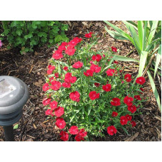 Гвоздика дельтоподібна Діамант | Dianthus deltoides Brilliant | Гвоздика травянка Бриллиант