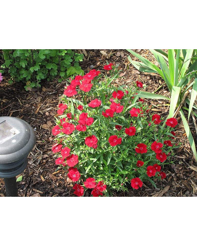 Гвоздика дельтоподібна Діамант | Dianthus deltoides Brilliant | Гвоздика травянка Бриллиант