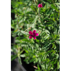 Гвоздика дельтоподібна Діамант | Dianthus deltoides Brilliant | Гвоздика травянка Бриллиант