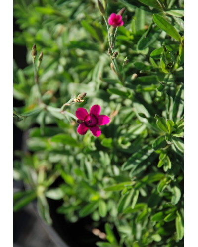 Гвоздика дельтоподібна Діамант | Dianthus deltoides Brilliant | Гвоздика травянка Бриллиант