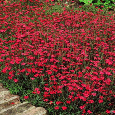Гвоздика дельтоподібна Діамант | Dianthus deltoides Brilliant | Гвоздика травянка Бриллиант