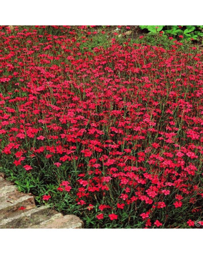 Гвоздика дельтоподібна Діамант | Dianthus deltoides Brilliant | Гвоздика травянка Бриллиант