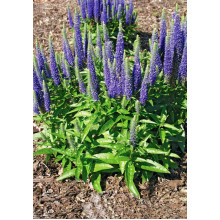 Вероніка колосиста Роял Кендлс | Veronica spicata Roayl Candfles | Вероника колосистая Роял Кендлс