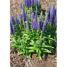 Вероніка колосиста Роял Кендлс | Veronica spicata Roayl Candfles | Вероника колосистая Роял Кендлс