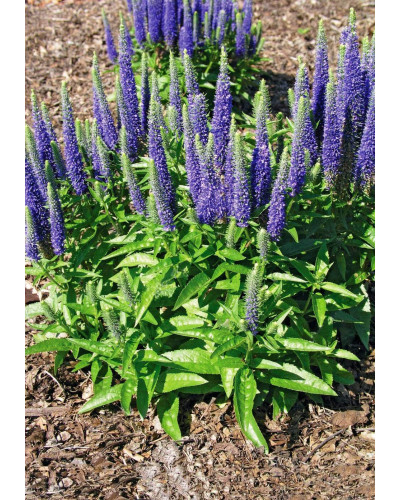 Вероніка колосиста Роял Кендлс | Veronica spicata Roayl Candfles | Вероника колосистая Роял Кендлс