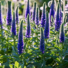 Вероніка колосиста Роял Кендлс | Veronica spicata Roayl Candfles | Вероника колосистая Роял Кендлс