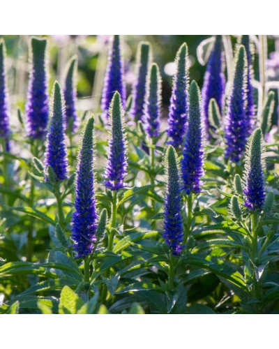 Вероніка колосиста Роял Кендлс | Veronica spicata Roayl Candfles | Вероника колосистая Роял Кендлс