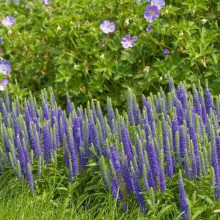 Вероніка колосиста Роял Кендлс | Veronica spicata Roayl Candfles | Вероника колосистая Роял Кендлс