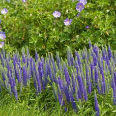 Вероніка колосиста Роял Кендлс | Veronica spicata Roayl Candfles | Вероника колосистая Роял Кендлс