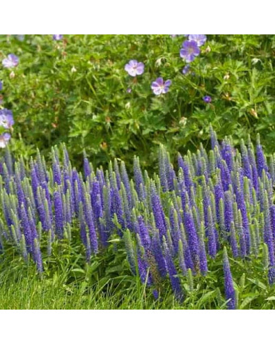Вероніка колосиста Роял Кендлс | Veronica spicata Roayl Candfles | Вероника колосистая Роял Кендлс